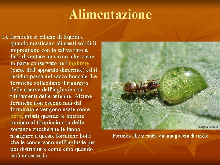 Alimentazione Le formiche si cibano di liquidi e quando masticano alimenti solidi li impregnano