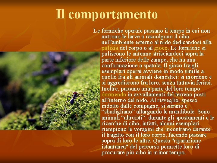 Il comportamento Le formiche operaie passano il tempo in cui non nutrono le larve