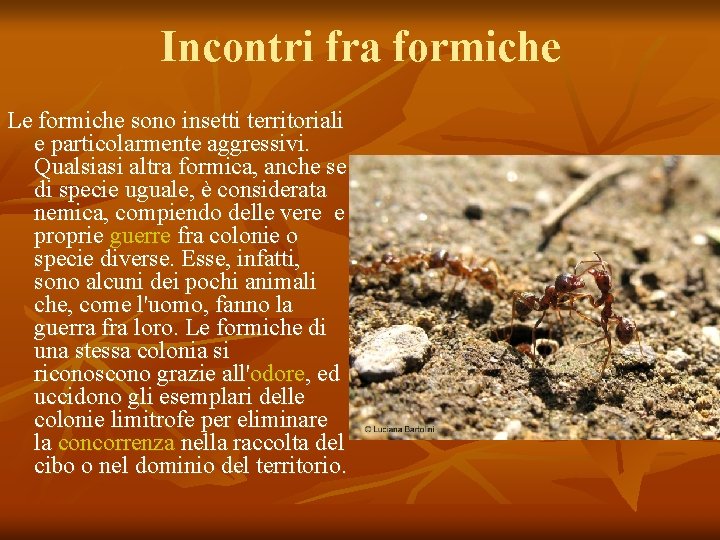 Incontri fra formiche Le formiche sono insetti territoriali e particolarmente aggressivi. Qualsiasi altra formica,