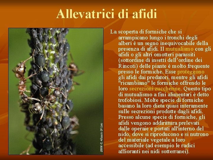 Allevatrici di afidi La scoperta di formiche si arrampicano lungo i tronchi degli alberi