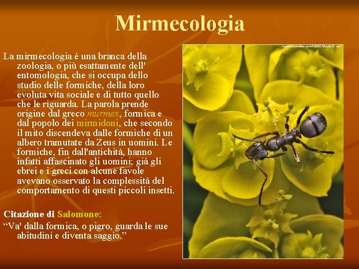Mirmecologia La mirmecologia è una branca della zoologia, o più esattamente dell' entomologia, che