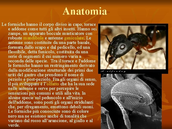 Anatomia Le formiche hanno il corpo diviso in capo, torace e addome come tutti