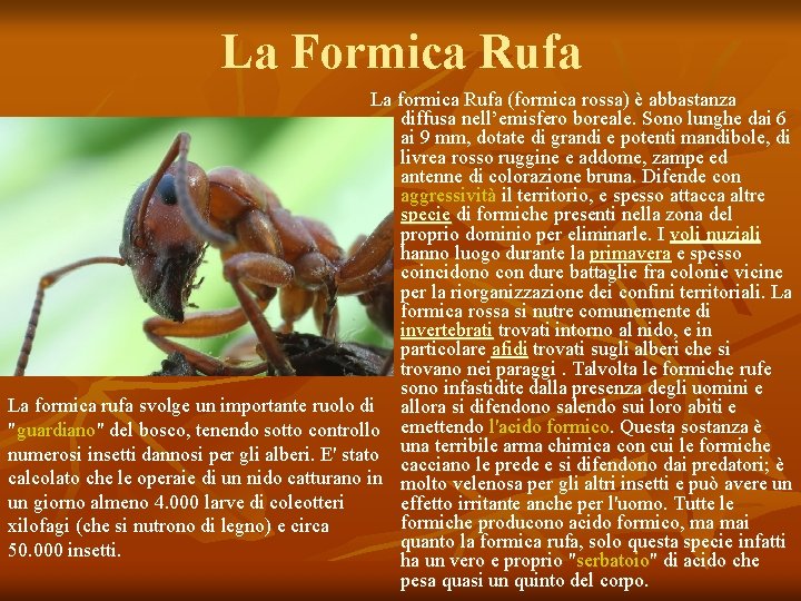La Formica Rufa La formica Rufa (formica rossa) è abbastanza diffusa nell’emisfero boreale. Sono