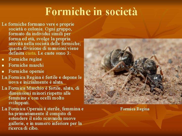 Formiche in società Le formiche formano vere e proprie società o colonie. Ogni gruppo,