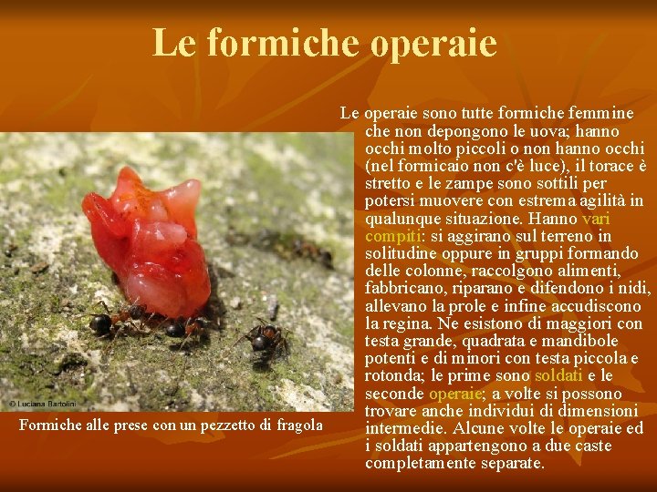 Le formiche operaie Le operaie sono tutte formiche femmine che non depongono le uova;