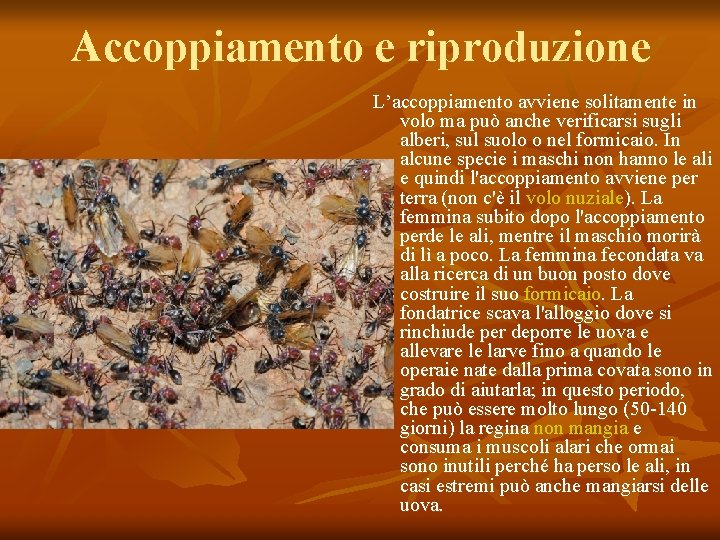 Accoppiamento e riproduzione L’accoppiamento avviene solitamente in volo ma può anche verificarsi sugli alberi,