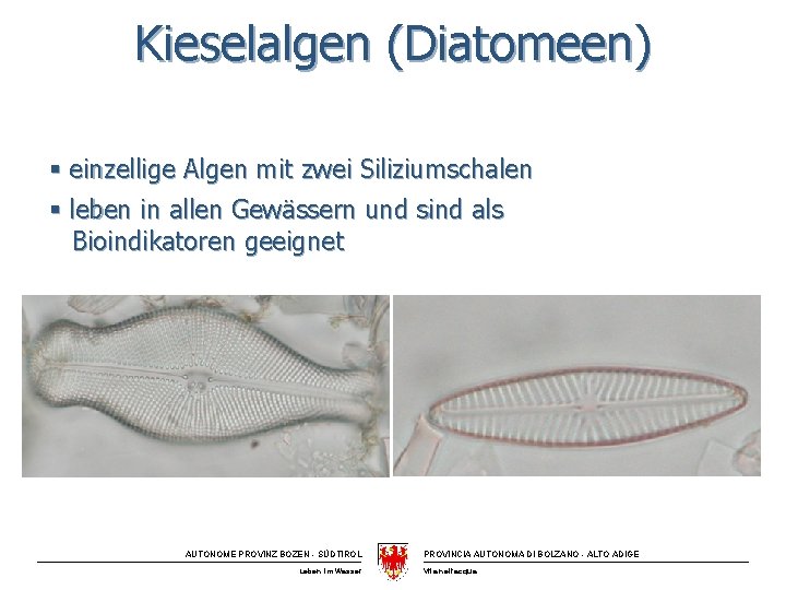 Kieselalgen (Diatomeen) § einzellige Algen mit zwei Siliziumschalen § leben in allen Gewässern und