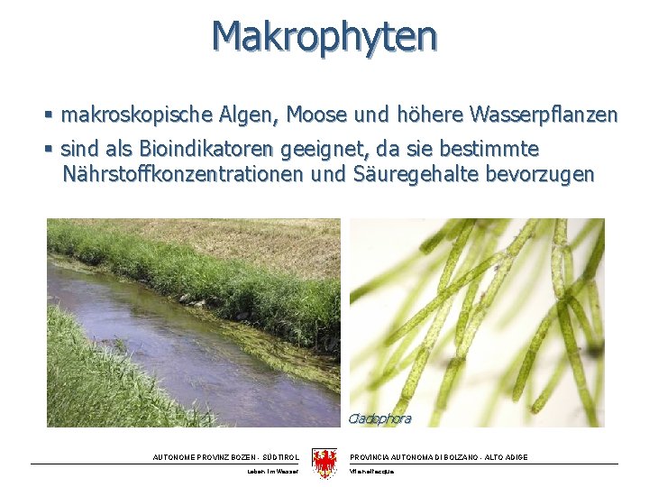 Makrophyten § makroskopische Algen, Moose und höhere Wasserpflanzen § sind als Bioindikatoren geeignet, da