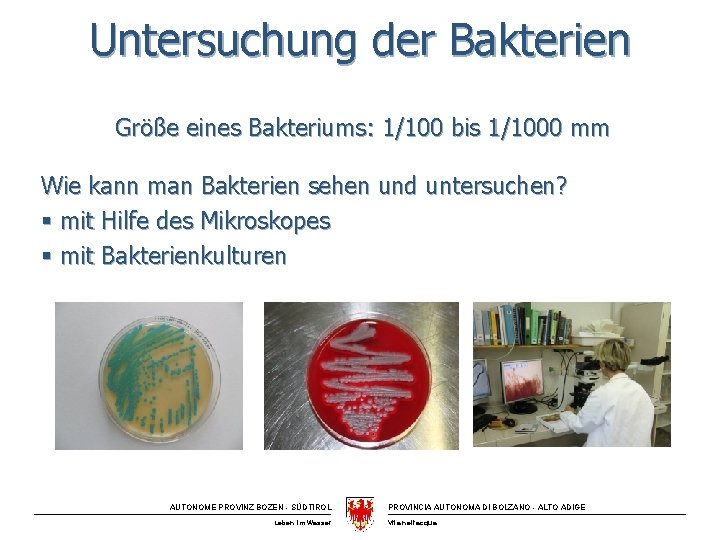 Untersuchung der Bakterien Größe eines Bakteriums: 1/100 bis 1/1000 mm Wie kann man Bakterien