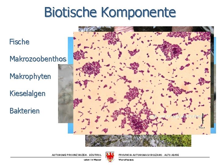 Biotische Komponente Fische Makrozoobenthos Makrophyten Kieselalgen Bakterien Foto: Amt für Jagd und Fischerei AUTONOME