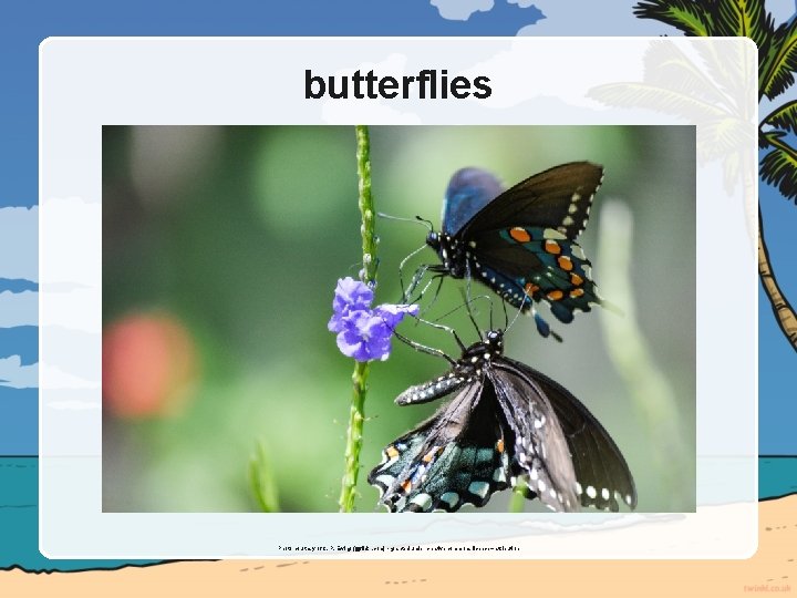 butterflies Photo courtesy of C. P. Ewing (@flickr. com) - granted under creative commons