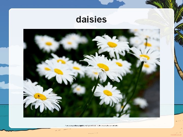 daisies Photo courtesy of liz west (@flickr. com) - granted under creative commons licence