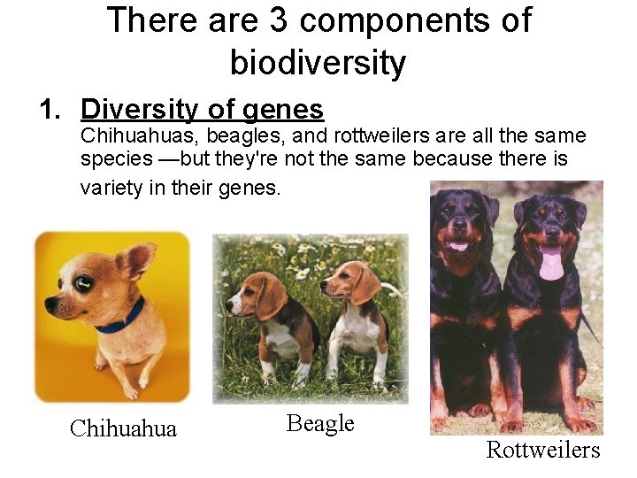 There are 3 components of biodiversity 1. Diversity of genes Chihuahuas, beagles, and rottweilers