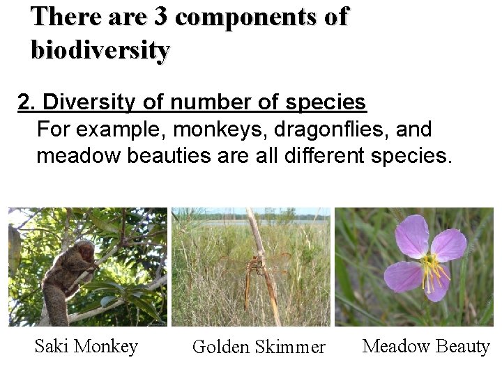 There are 3 components of biodiversity 2. Diversity of number of species For example,