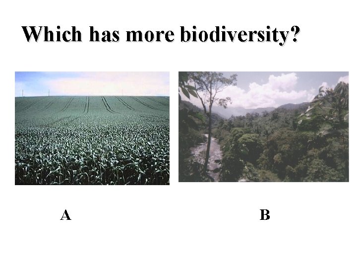 Which has more biodiversity? A B 