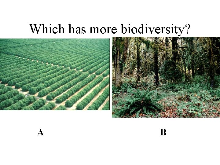 Which has more biodiversity? A B 