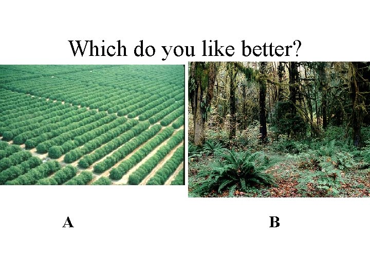 Which do you like better? A B 