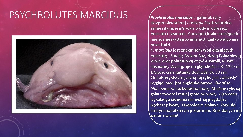 PSYCHROLUTES MARCIDUS Psychrolutes marcidus − gatunek ryby skorpenokształtnej z rodziny Psychrolutidae, zamieszkującej głębokie wody