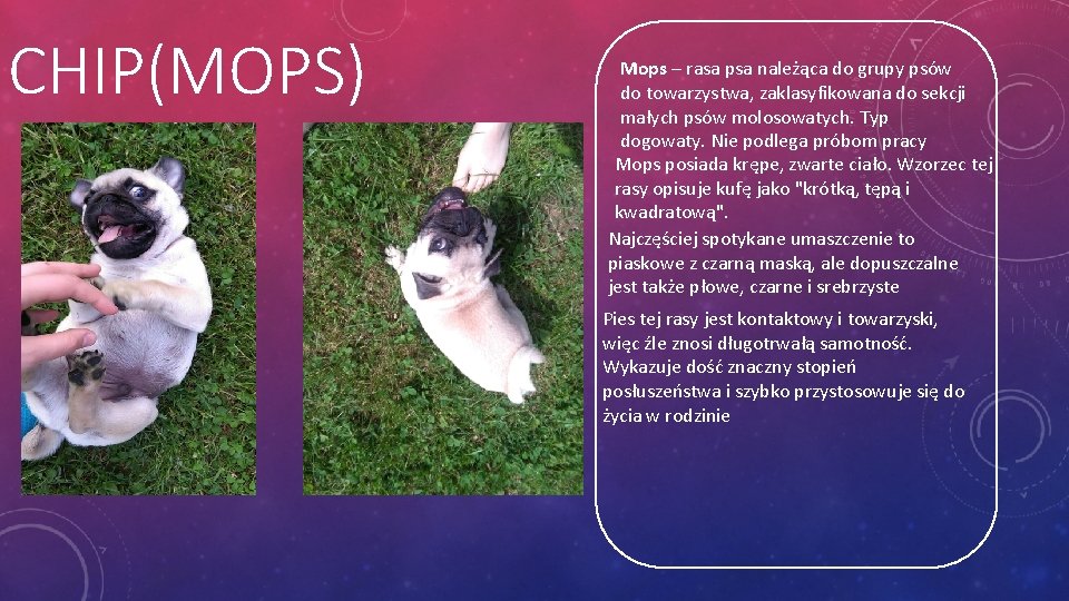 CHIP(MOPS) Mops – rasa psa należąca do grupy psów do towarzystwa, zaklasyfikowana do sekcji