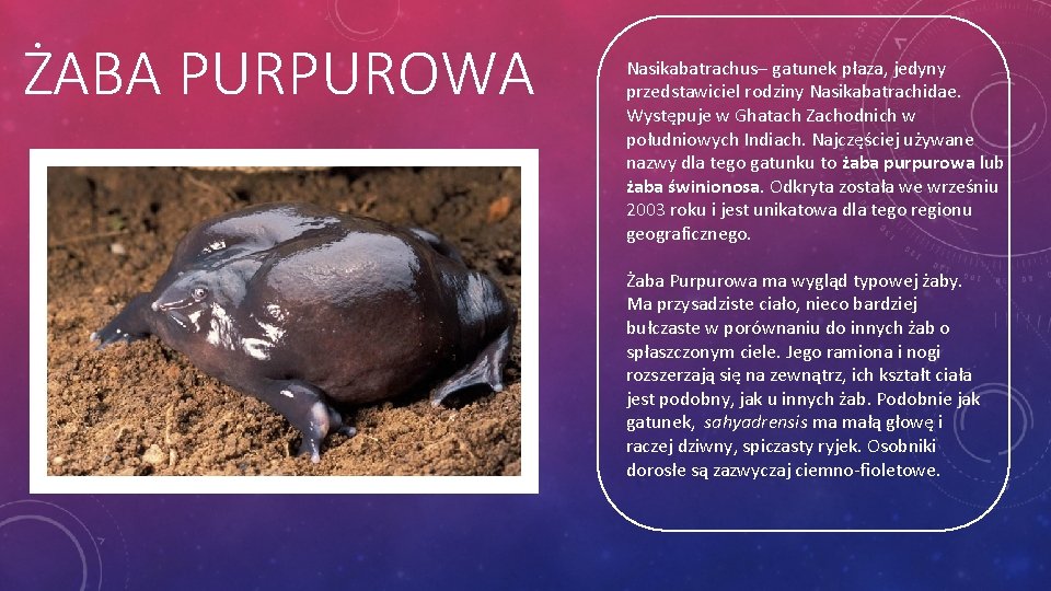 ŻABA PURPUROWA Nasikabatrachus– gatunek płaza, jedyny przedstawiciel rodziny Nasikabatrachidae. Występuje w Ghatach Zachodnich w