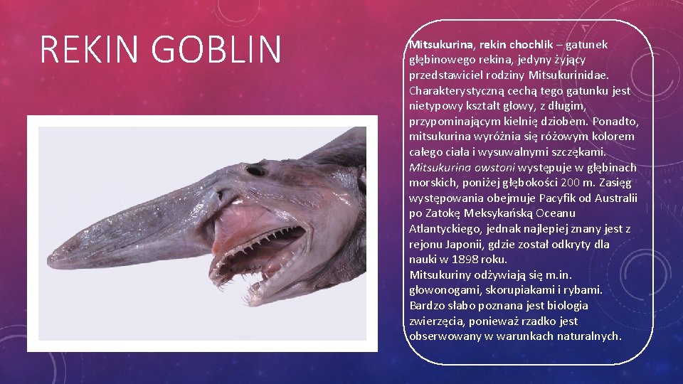 REKIN GOBLIN Mitsukurina, rekin chochlik – gatunek głębinowego rekina, jedyny żyjący przedstawiciel rodziny Mitsukurinidae.