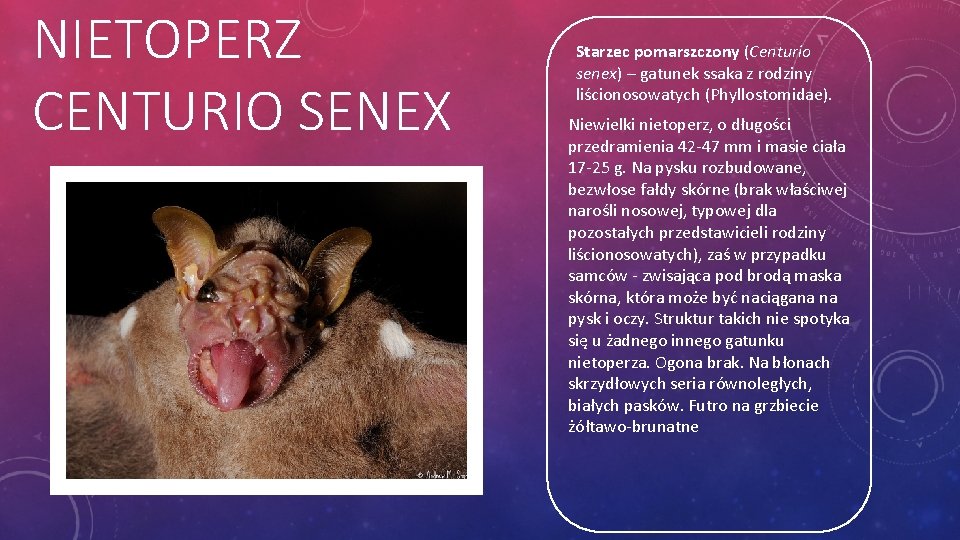 NIETOPERZ CENTURIO SENEX Starzec pomarszczony (Centurio senex) – gatunek ssaka z rodziny liścionosowatych (Phyllostomidae).