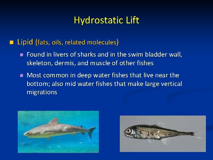 Hydrostatic Lift n Lipid (fats, oils, related molecules) n Found in livers of sharks