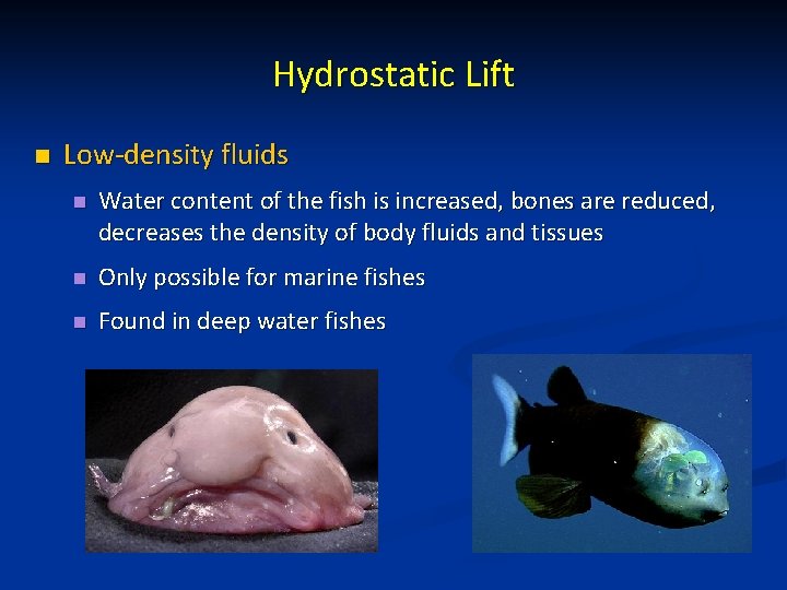 Hydrostatic Lift n Low-density fluids n Water content of the fish is increased, bones