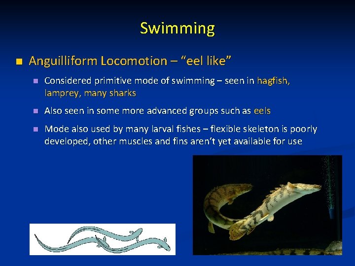 Swimming n Anguilliform Locomotion – “eel like” n Considered primitive mode of swimming –
