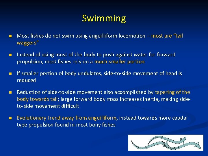 Swimming n Most fishes do not swim using anguilliform locomotion – most are “tail