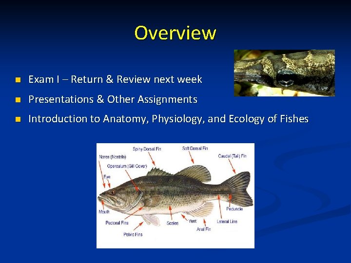 Overview n Exam I – Return & Review next week n Presentations & Other