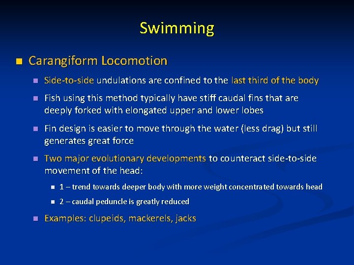 Swimming n Carangiform Locomotion n Side-to-side undulations are confined to the last third of