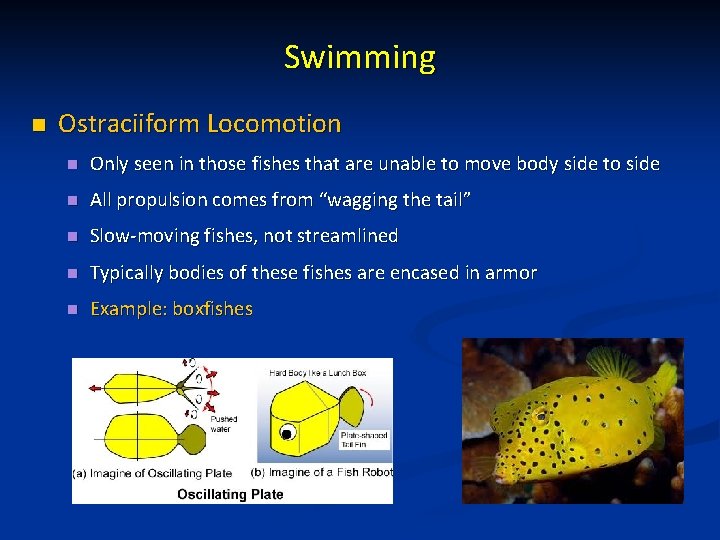 Swimming n Ostraciiform Locomotion n Only seen in those fishes that are unable to