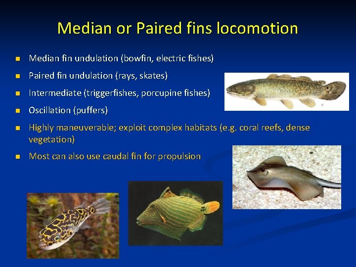 Median or Paired fins locomotion n Median fin undulation (bowfin, electric fishes) n Paired