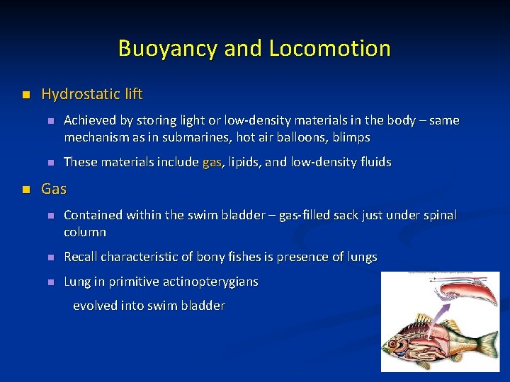 Buoyancy and Locomotion n n Hydrostatic lift n Achieved by storing light or low-density