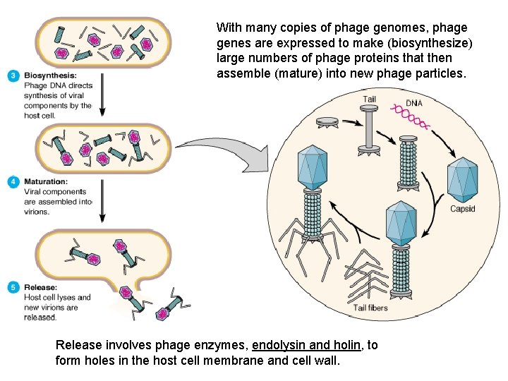 With many copies of phage genomes, phage genes are expressed to make (biosynthesize) large