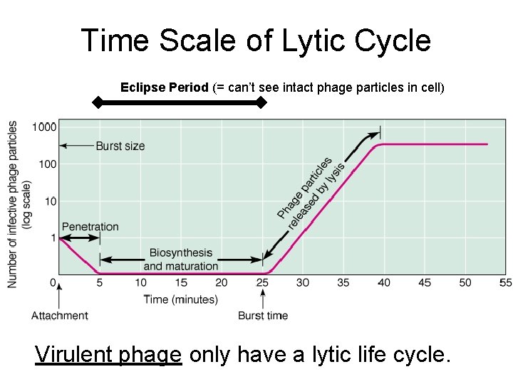 Time Scale of Lytic Cycle Eclipse Period (= can’t see intact phage particles in