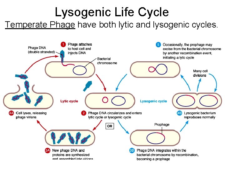 Lysogenic Life Cycle Temperate Phage have both lytic and lysogenic cycles. 