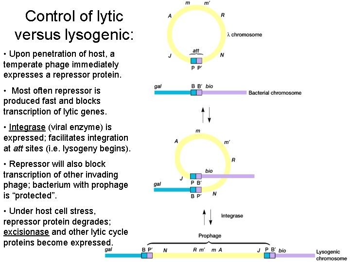 Control of lytic versus lysogenic: • Upon penetration of host, a temperate phage immediately
