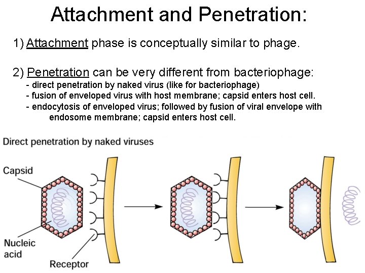 Attachment and Penetration: 1) Attachment phase is conceptually similar to phage. 2) Penetration can