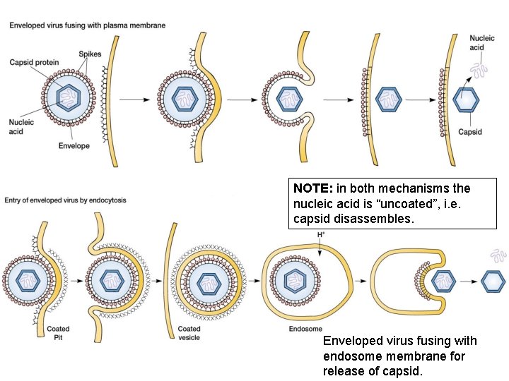 NOTE: in both mechanisms the nucleic acid is “uncoated”, i. e. capsid disassembles. Enveloped