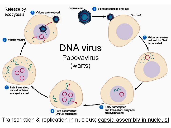 Release by exocytosis DNA virus Papovavirus (warts) Transcription & replication in nucleus; capsid assembly