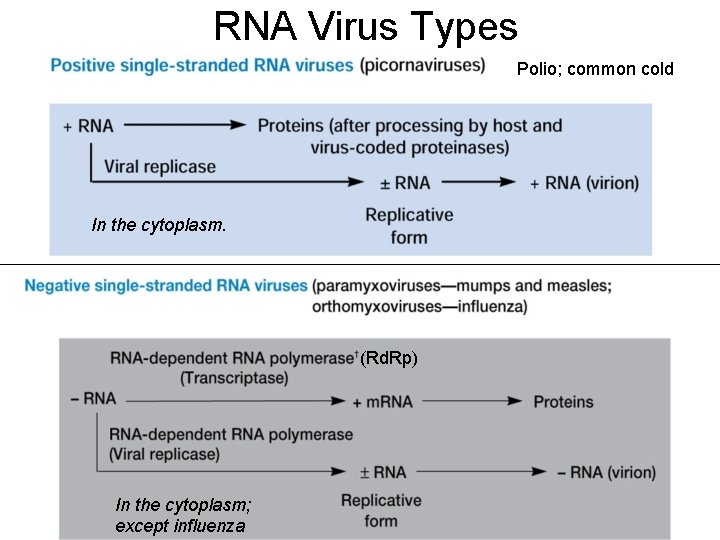 RNA Virus Types Polio; common cold In the cytoplasm. (Rd. Rp) In the cytoplasm;