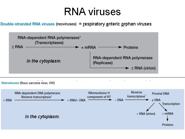 RNA viruses = respiratory enteric orphan viruses In the cytoplasm. 