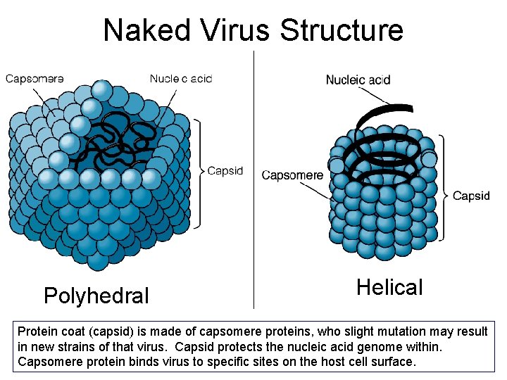 Naked Virus Structure Polyhedral Helical Protein coat (capsid) is made of capsomere proteins, who