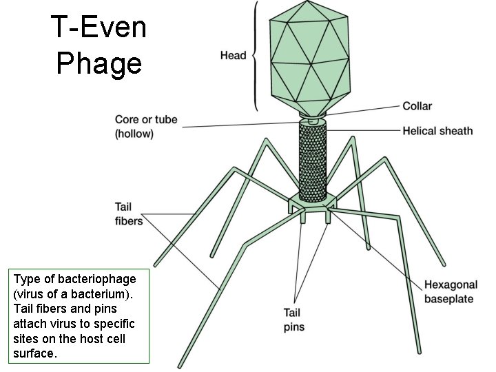 T-Even Phage Type of bacteriophage (virus of a bacterium). Tail fibers and pins attach