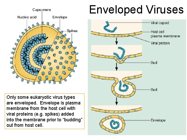 Enveloped Viruses Only some eukaryotic virus types are enveloped. Envelope is plasma membrane from