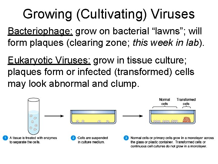 Growing (Cultivating) Viruses Bacteriophage: grow on bacterial “lawns”; will form plaques (clearing zone; this