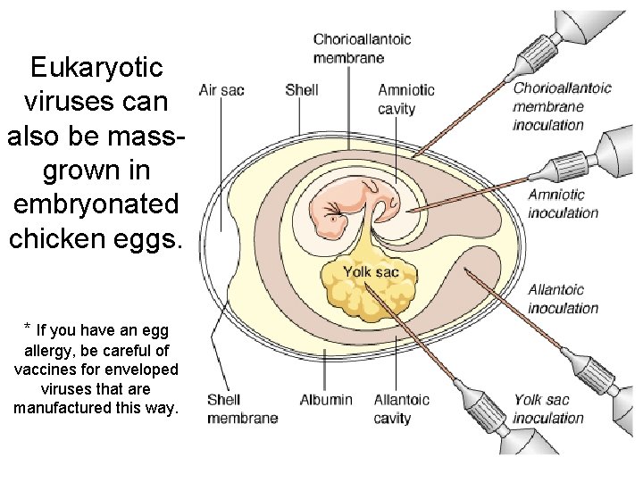 Eukaryotic viruses can also be massgrown in embryonated chicken eggs. * If you have