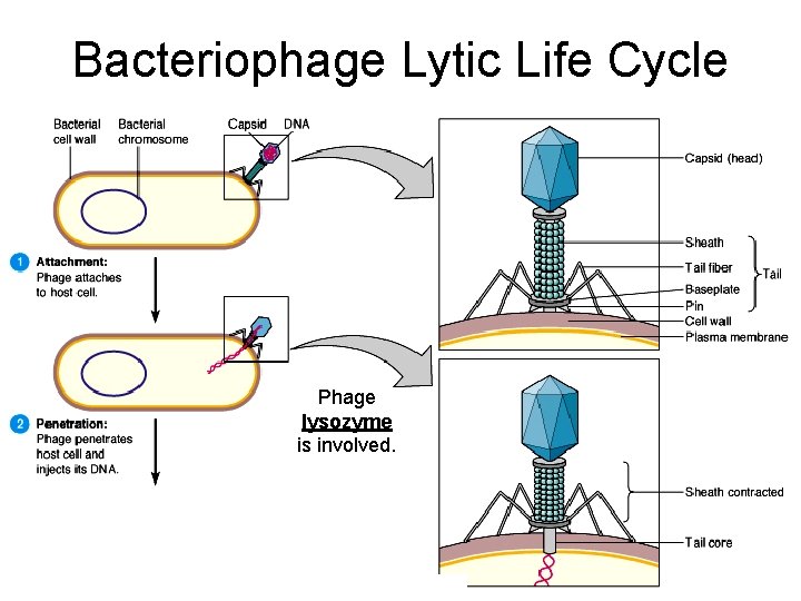 Bacteriophage Lytic Life Cycle Phage lysozyme is involved. 